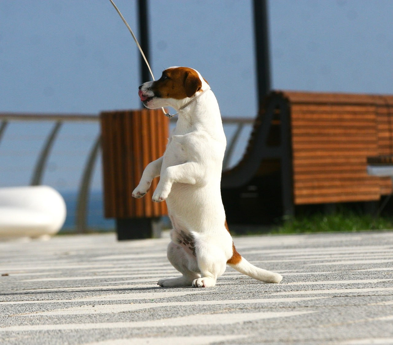 VOLNA STAR LAGERFELD LEGENDS. Lovely-Orange питомник джек рассел терьеров