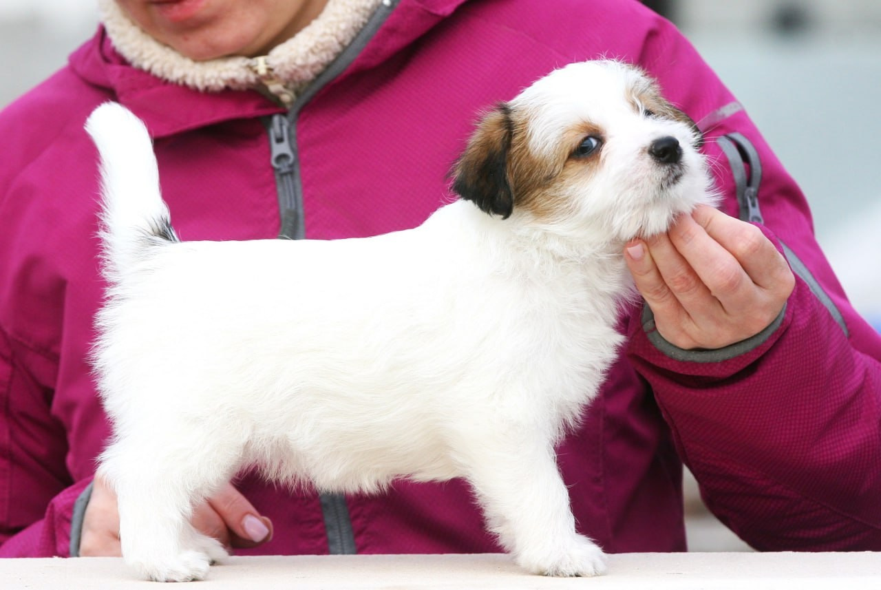 Сука 1. Lovely-Orange питомник джек рассел терьеров