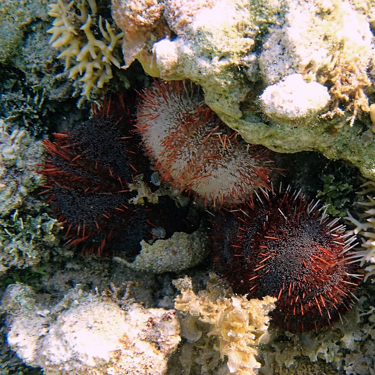 Мне посмотреть. Рыбов показываю