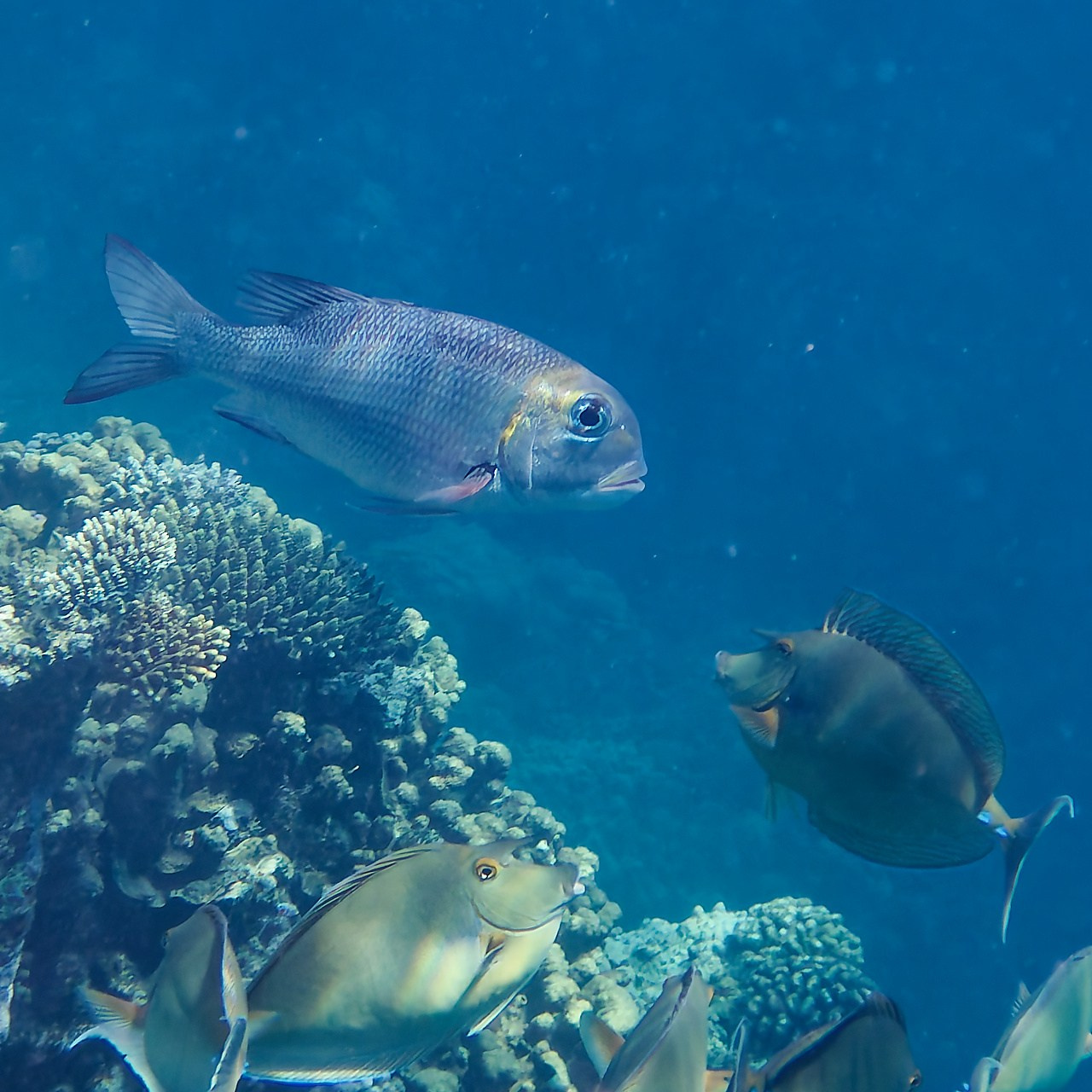 Мне посмотреть. Рыбов показываю