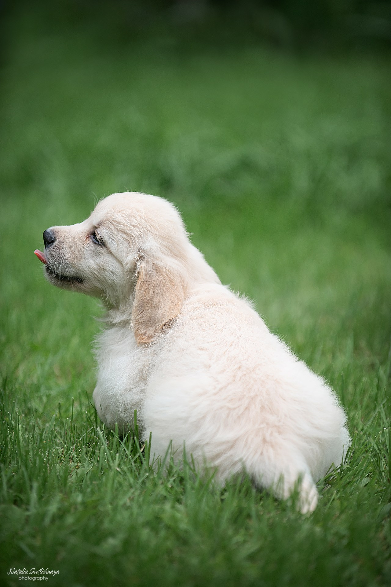 Голден ретривер (щенки). Фотограф-анималист Наталья Светличная