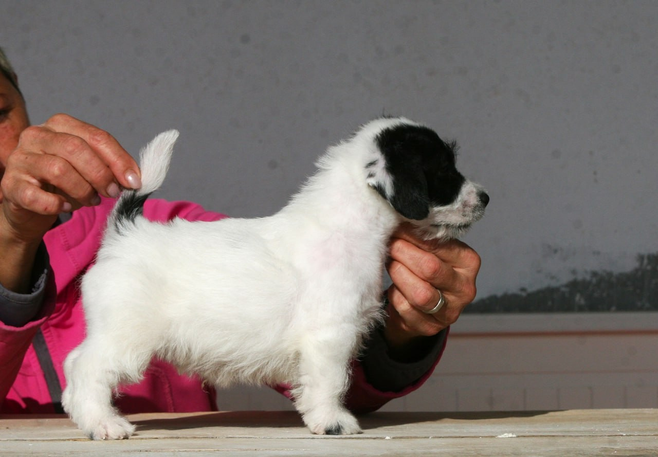 Кобель. Lovely-Orange питомник джек рассел терьеров