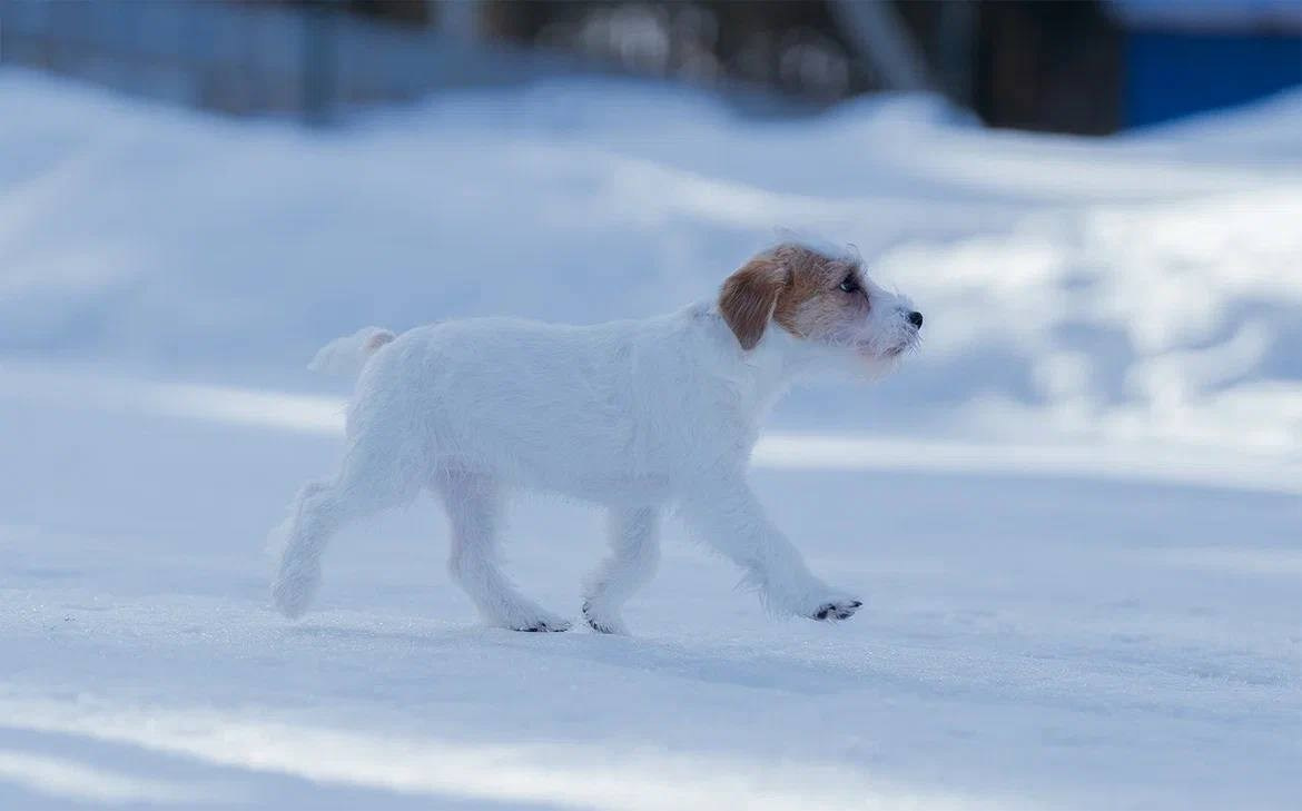 Сука 5. Lovely-Orange питомник джек рассел терьеров