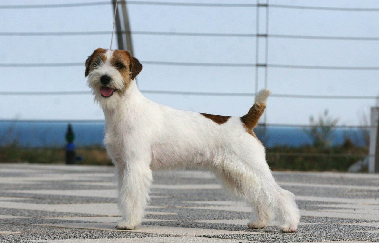 Lovely-Orange Escada. Lovely Orange kennel Jack Russell Terrier FCI/RKF