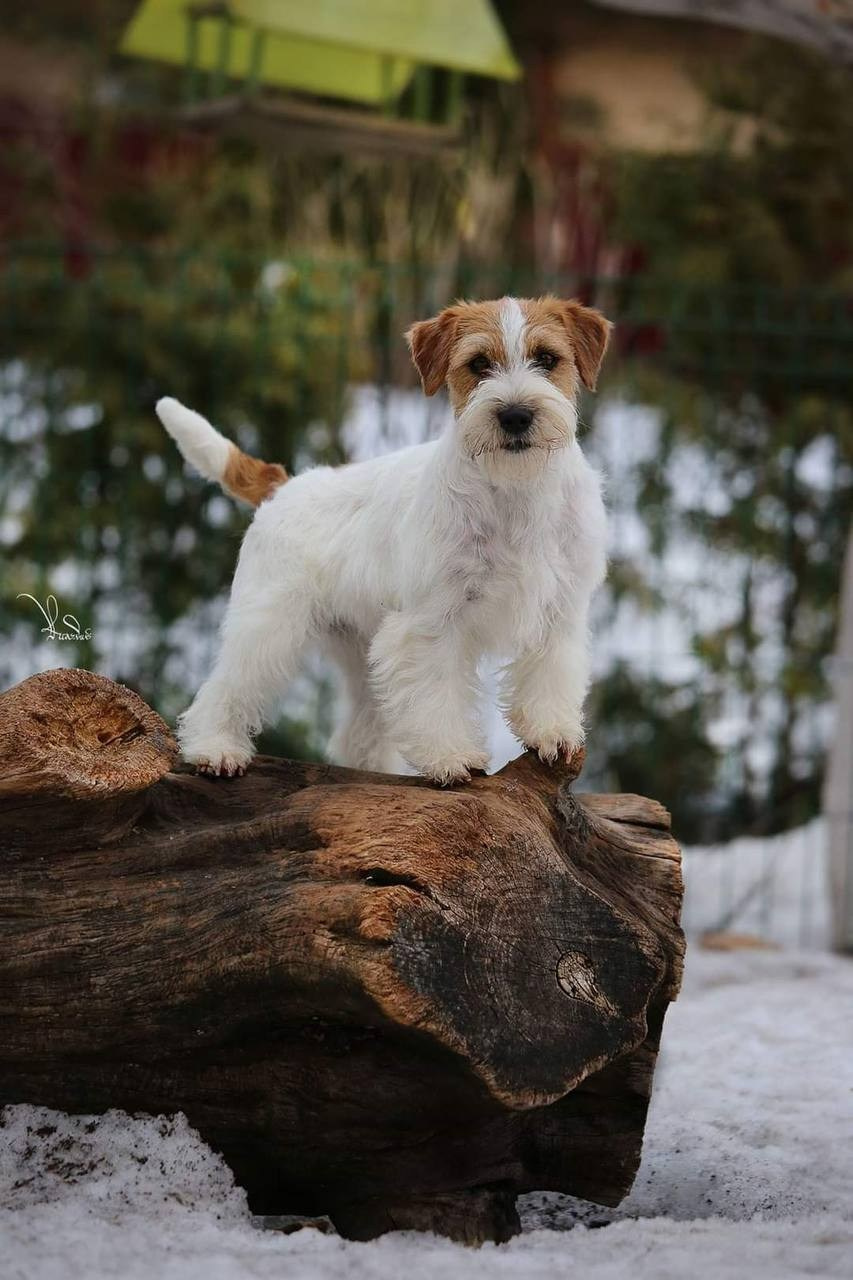 Lovely-Orange Candy Shop. Lovely-Orange питомник джек рассел терьеров