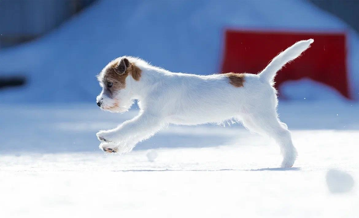 Сука 1. Lovely Orange kennel Jack Russell Terrier FCI/RKF