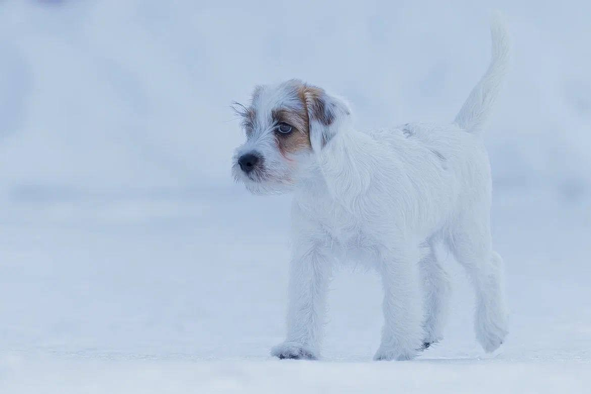 Сука 2. Lovely-Orange питомник джек рассел терьеров