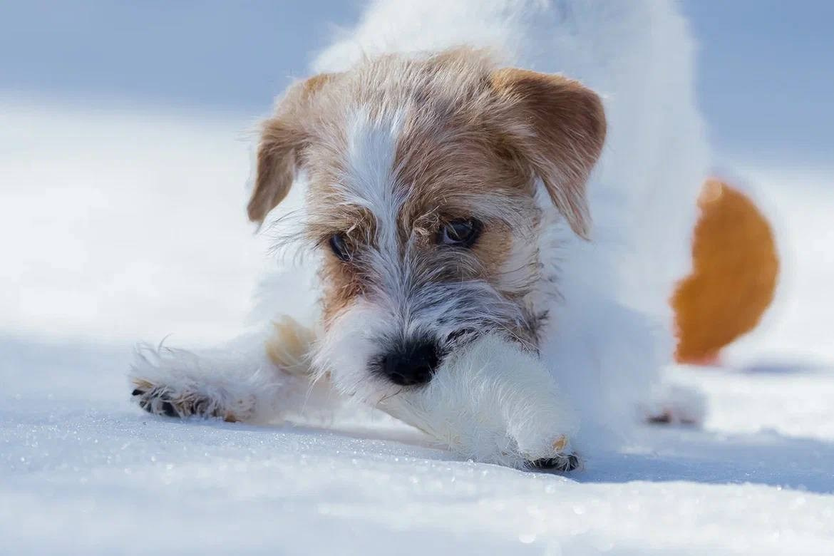 Сука 6. Lovely-Orange питомник джек рассел терьеров