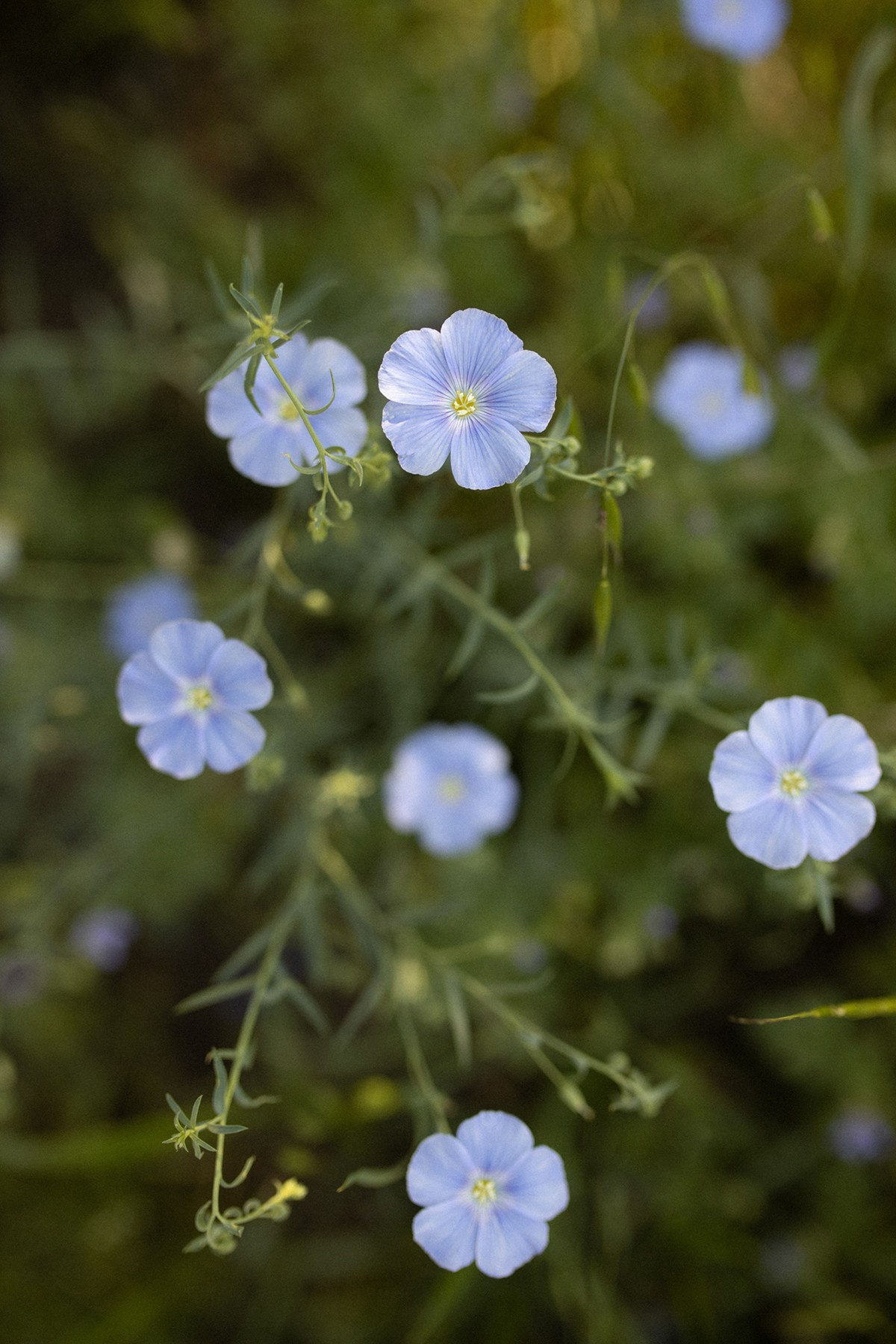 Alena. Anastasia Blud Photography