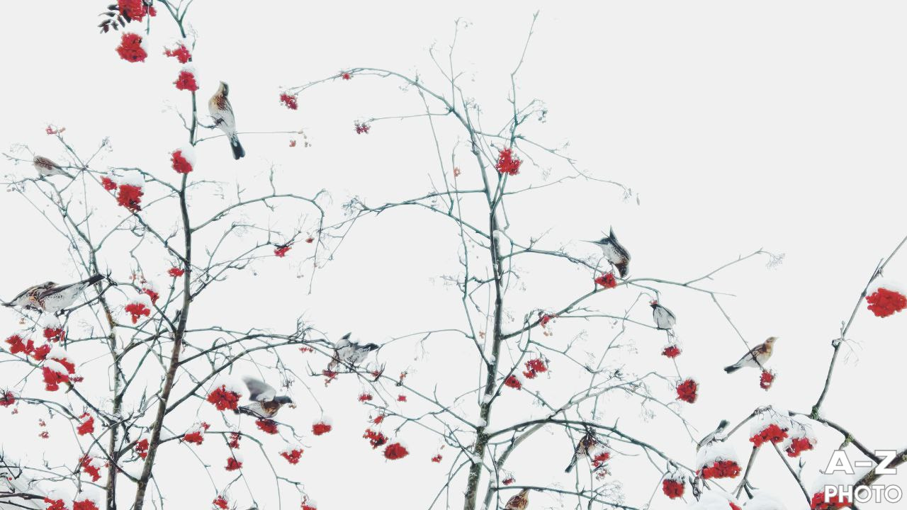 Фотопрогулка для семьи Влада и Юли. Женский семейный фотограф Тула Москва Захарова Анна