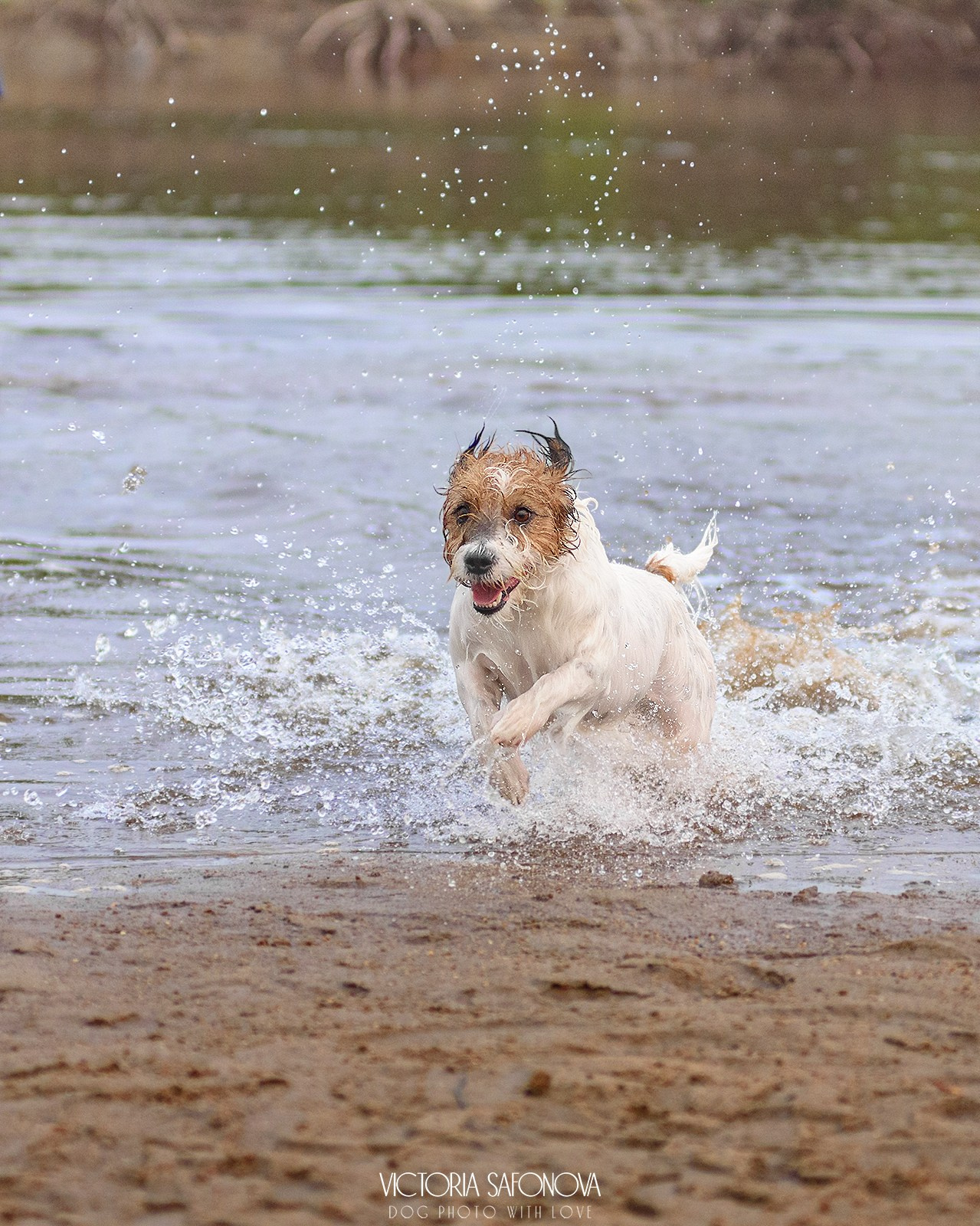 Перчик и Рома 14.07.2024. Фотограф анималист Благовещенск. Сафонова Виктория