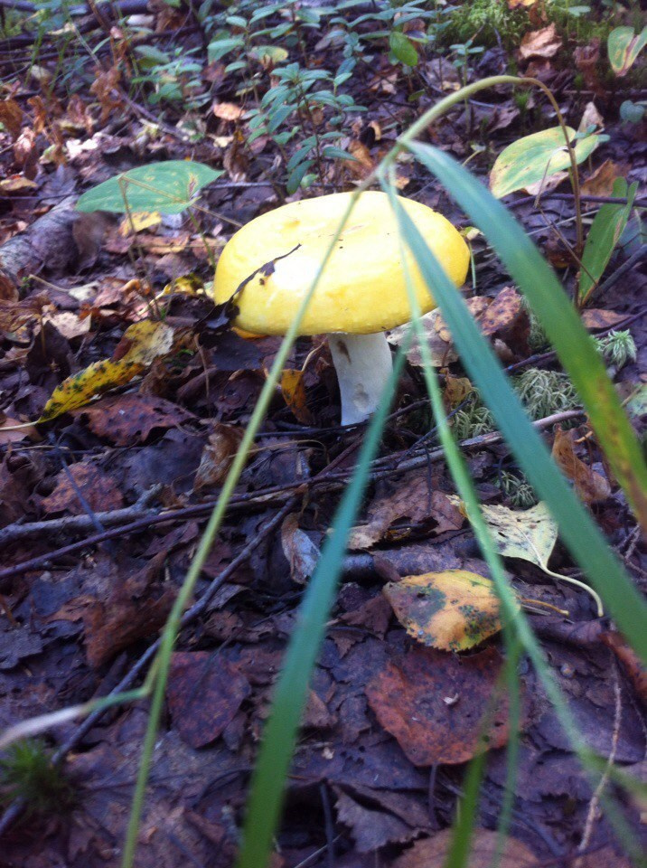 Деревенский выезд 2 | 26-28.08.2016. Галерея Фантим