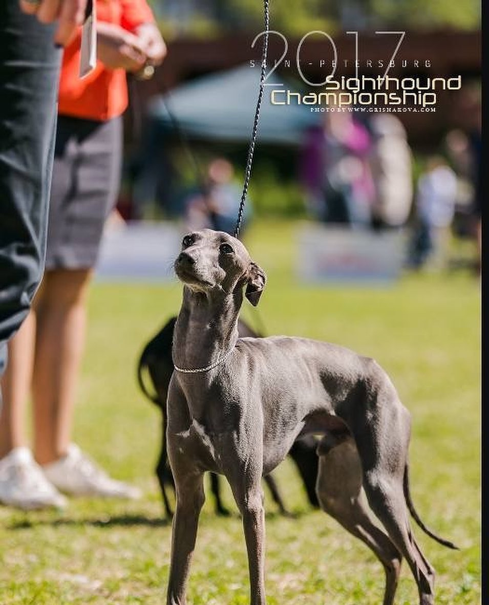 Asti Sapphire Sacred Universe. Профессиональный питомник левреток РКФ/FCI ASTI SAPPHIRE 💎 Сочи|Санкт-Петербург