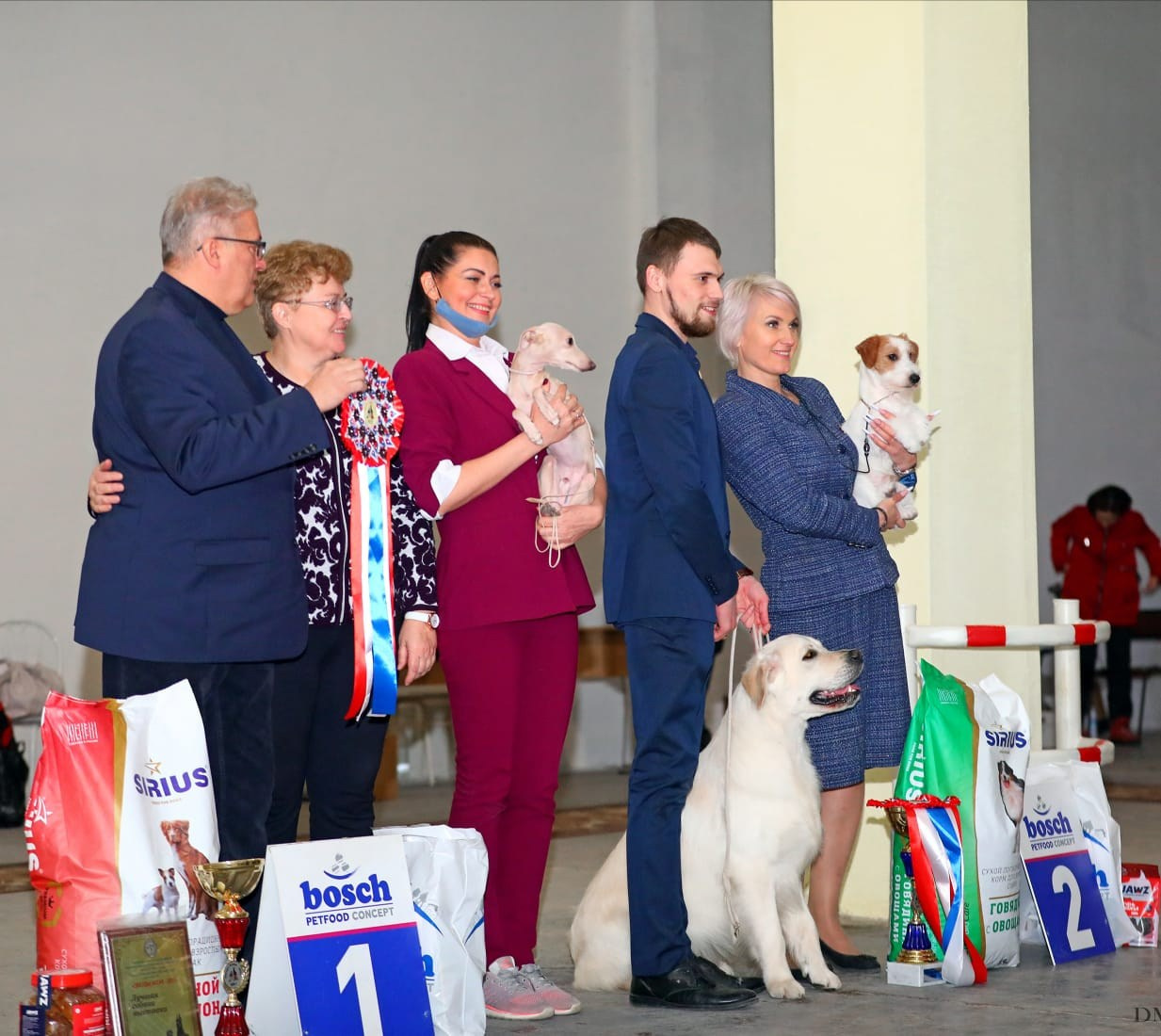 Наш самый звёздный выпускник. Professional Italian Greyhound Kennel RKF/FCI ASTI SAPPHIRE 💎 Sochi|St. Petersburg
