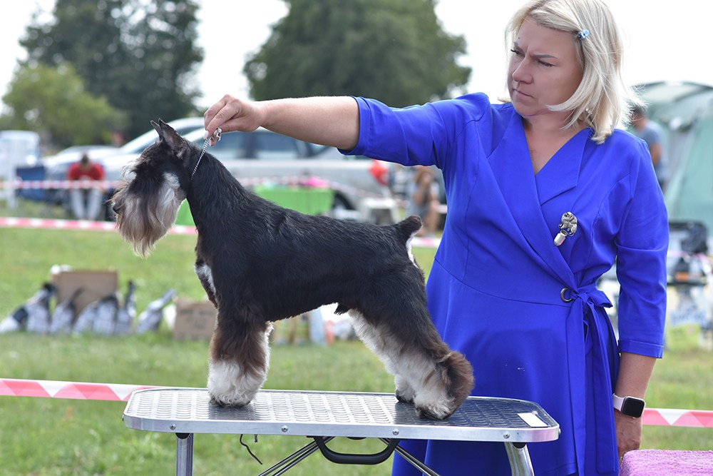 Оскар/Delinso Balance Zaffiro. Питомник цвергшнауцеров в Беларуси «Делинсо Бэлэнс»