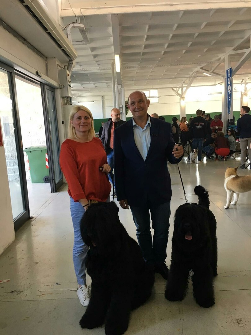 Венди/Delinso Balance Vendy Wu. Питомник цвергшнауцеров в Беларуси «Делинсо Бэлэнс»