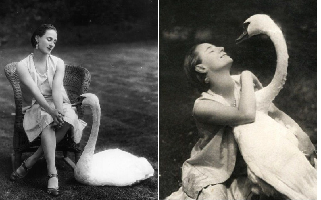 Птицы Лебеди, цапли и др. Фотограф для маркетплейсов Михаил Бове