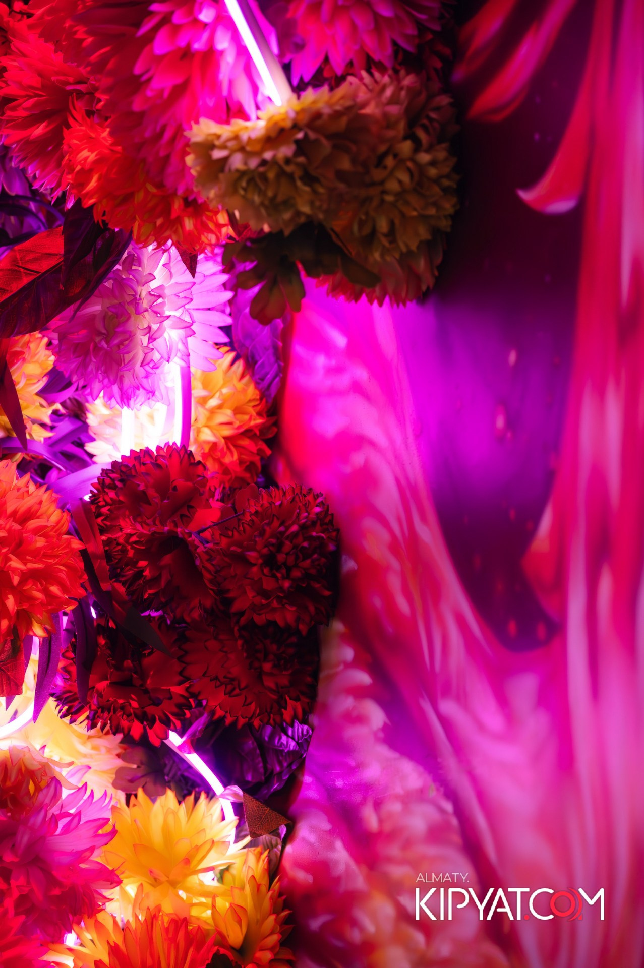 Victory Mexican and wild. КИПЯТКОМ АЛМАТЫ!