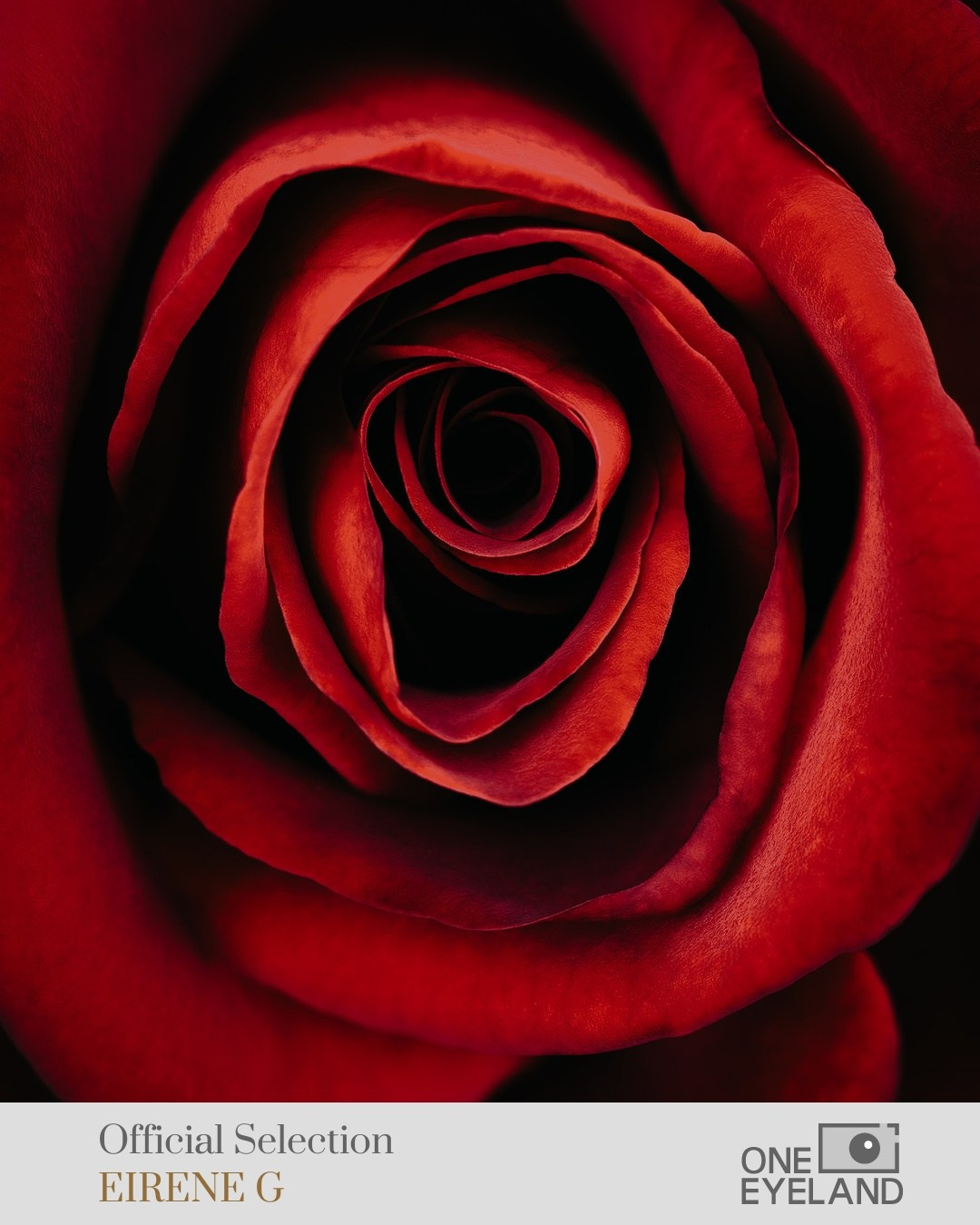 ONEEYELAND GALLERY. Eirene G |  Photoartist | Flowers from my garden