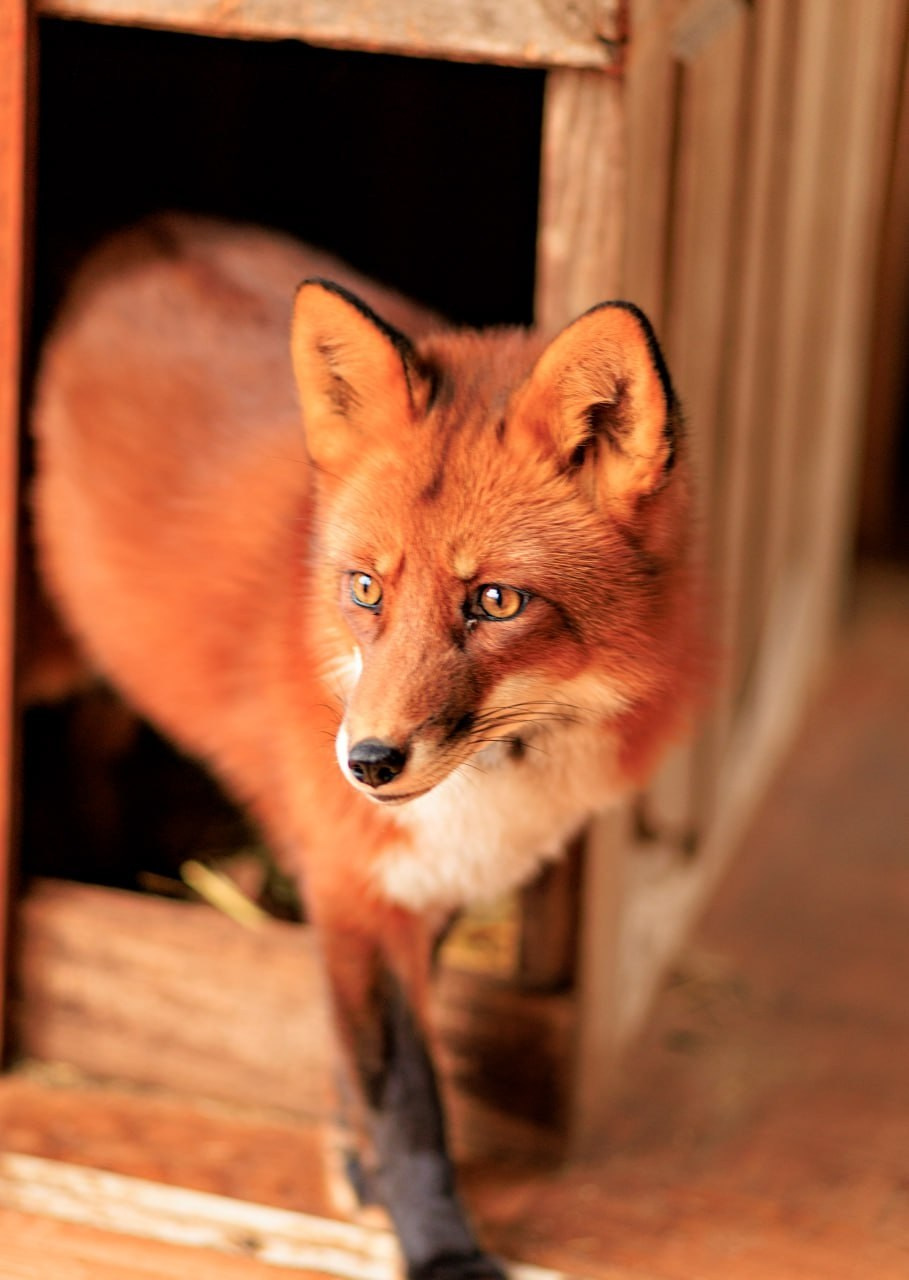 Парк-заповедник Купидон. Семейный фотограф в Димитровграде Елена Патрушева