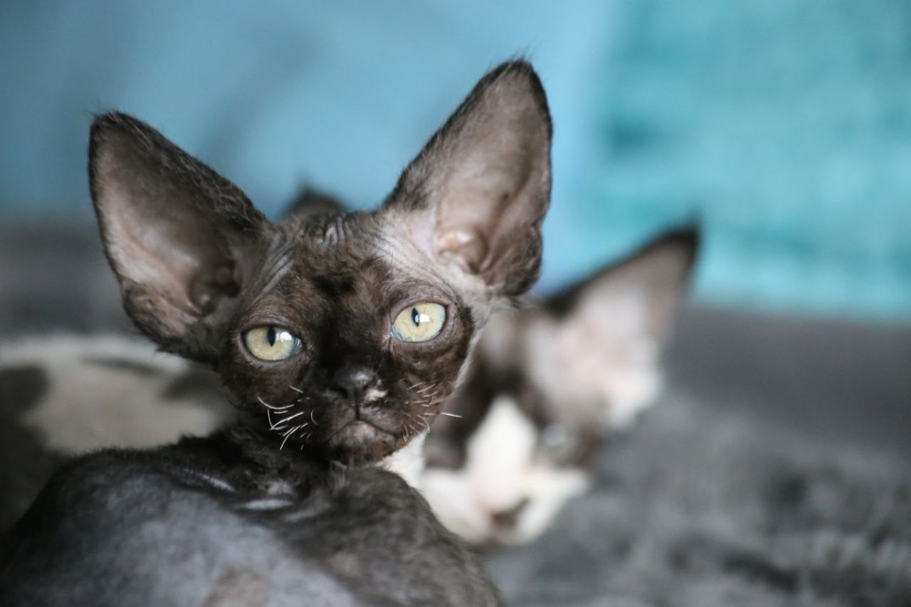 DRX n 09 кошечка Nevskiy Favorite Marbella готова к резерву 🧿 д/р 03.02.26. Nevskiy Favorite — питомник девон-рексов в Санкт-Петербурге. Здоровые, ласковые и редкие котята