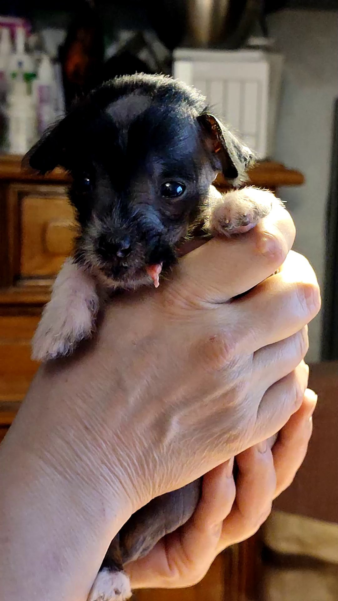 2 года помету V!. Питомник китайских хохлатых собак Poale Ell: купить щенка в питомнике