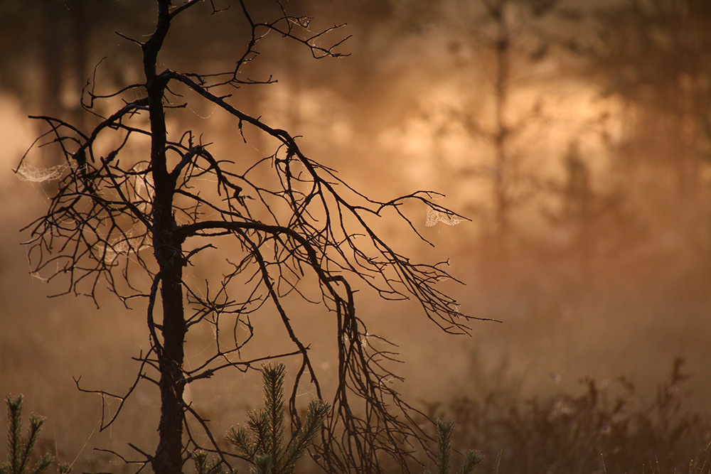 Магия утра. Репортажный фотограф Ольга Добросинская в Санкт-Петербурге
