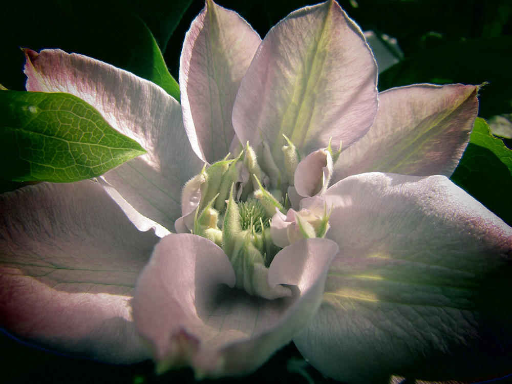 Художественная фотосъемка растений. Репортажный фотограф Ольга Добросинская в Санкт-Петербурге