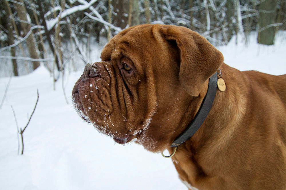 Фотосессия для Бади. Репортажный фотограф Ольга Добросинская в Санкт-Петербурге