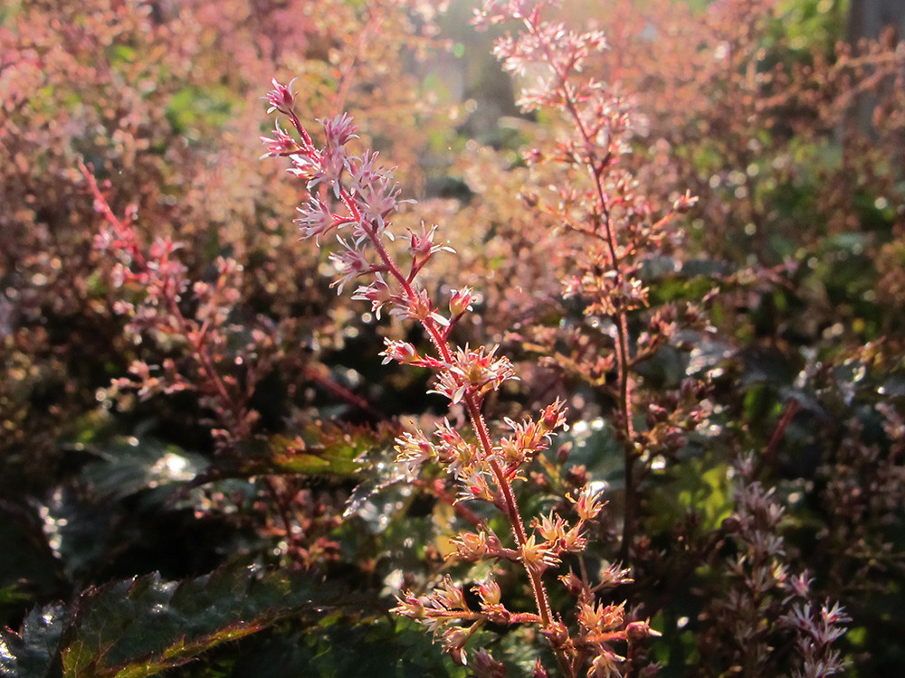 Художественная фотосъемка растений. Репортажный фотограф Ольга Добросинская в Санкт-Петербурге