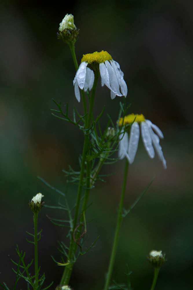 Художественная фотосъемка растений. Репортажный фотограф Ольга Добросинская в Санкт-Петербурге