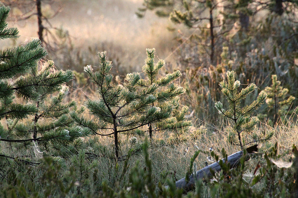 Магия утра. Репортажный фотограф Ольга Добросинская в Санкт-Петербурге