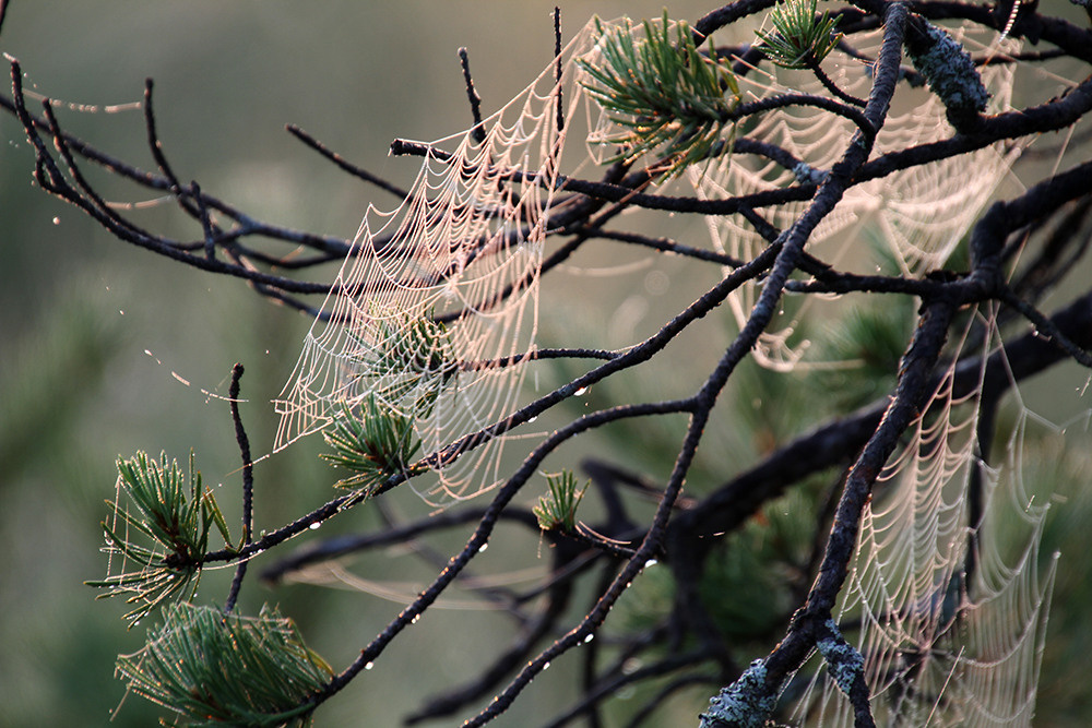 Магия утра. Репортажный фотограф Ольга Добросинская в Санкт-Петербурге