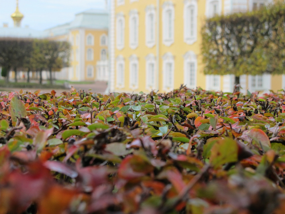 Ландшафтная фотосъемка. Репортажный фотограф Ольга Добросинская в Санкт-Петербурге