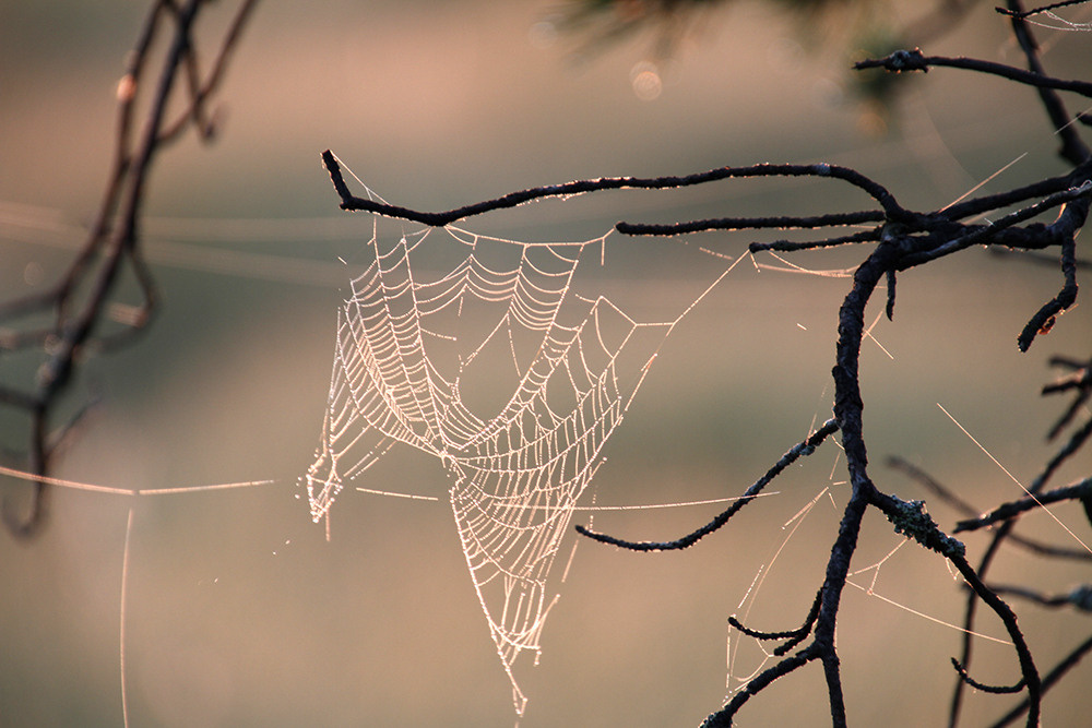 Магия утра. Репортажный фотограф Ольга Добросинская в Санкт-Петербурге