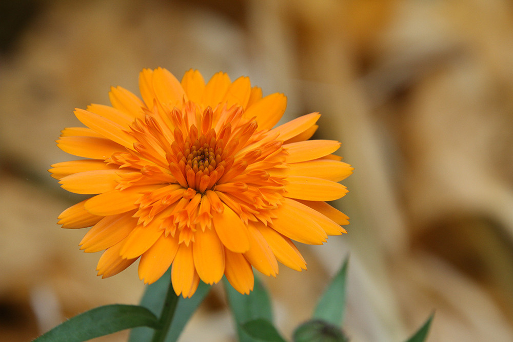 Художественная фотосъемка растений. Репортажный фотограф Ольга Добросинская в Санкт-Петербурге