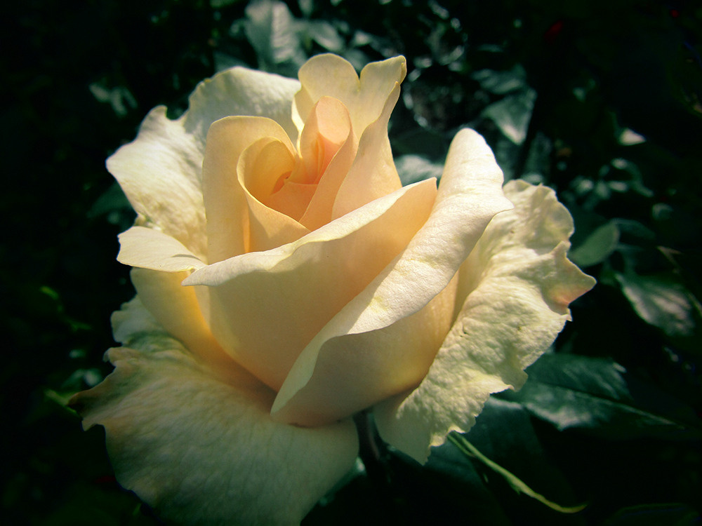 Художественная фотосъемка растений. Репортажный фотограф Ольга Добросинская в Санкт-Петербурге