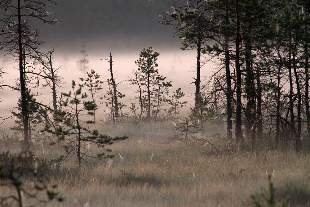 Магия утра. Репортажный фотограф Ольга Добросинская в Санкт-Петербурге