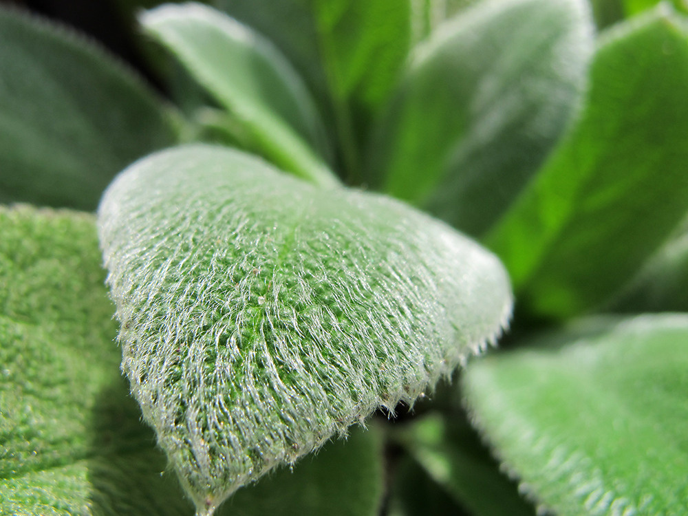 Художественная фотосъемка растений. Репортажный фотограф Ольга Добросинская в Санкт-Петербурге