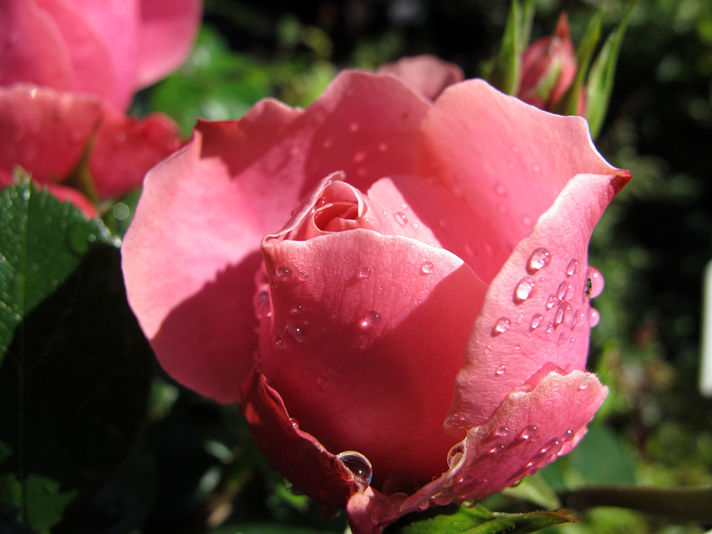 Художественная фотосъемка растений. Репортажный фотограф Ольга Добросинская в Санкт-Петербурге