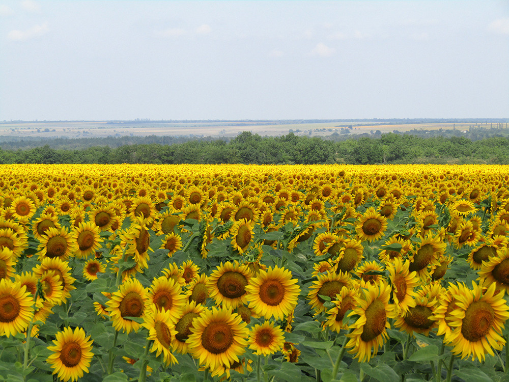 Пейзажи. Репортажный фотограф Ольга Добросинская в Санкт-Петербурге