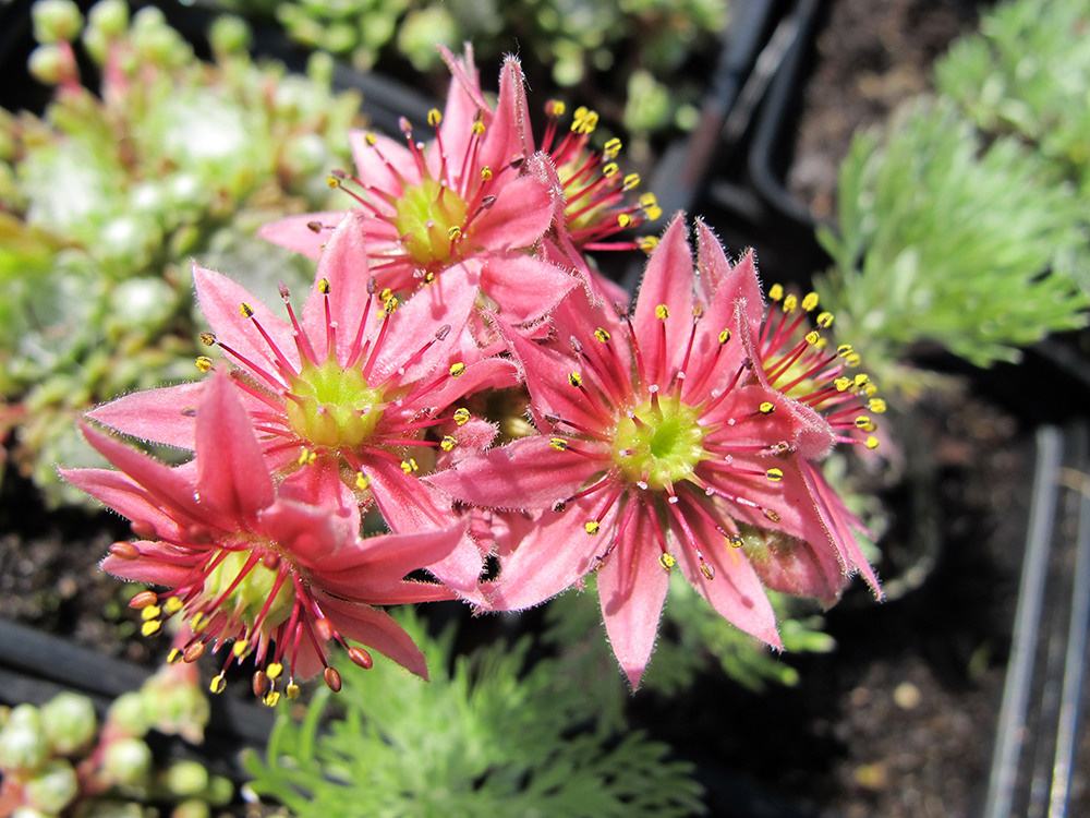 Художественная фотосъемка растений. Репортажный фотограф Ольга Добросинская в Санкт-Петербурге
