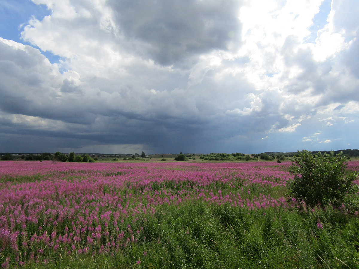 Пейзажи. Репортажный фотограф Ольга Добросинская в Санкт-Петербурге