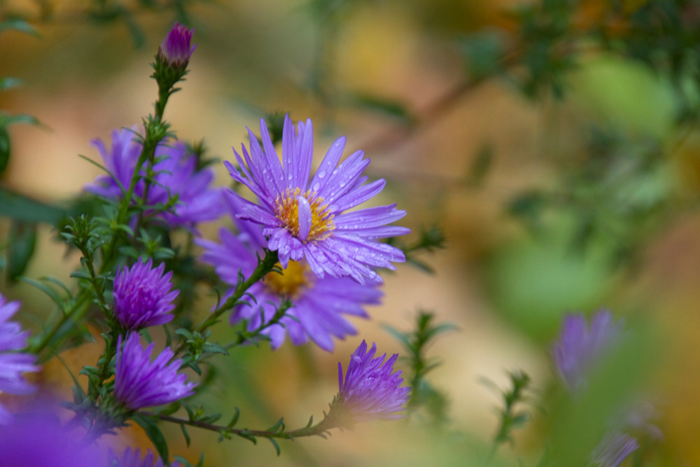 Художественная фотосъемка растений. Репортажный фотограф Ольга Добросинская в Санкт-Петербурге