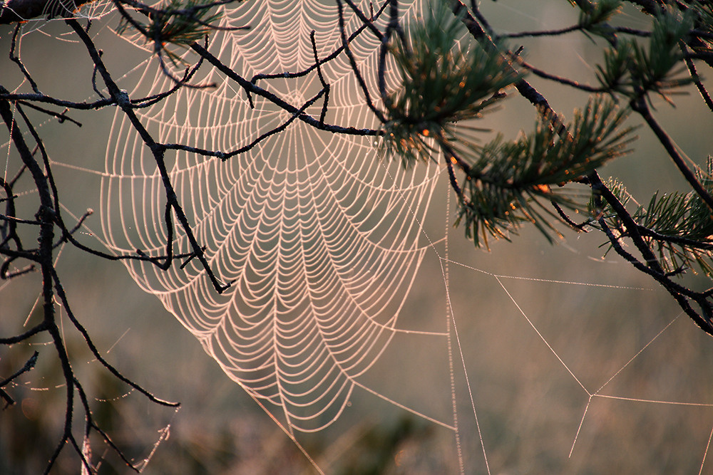 Магия утра. Репортажный фотограф Ольга Добросинская в Санкт-Петербурге