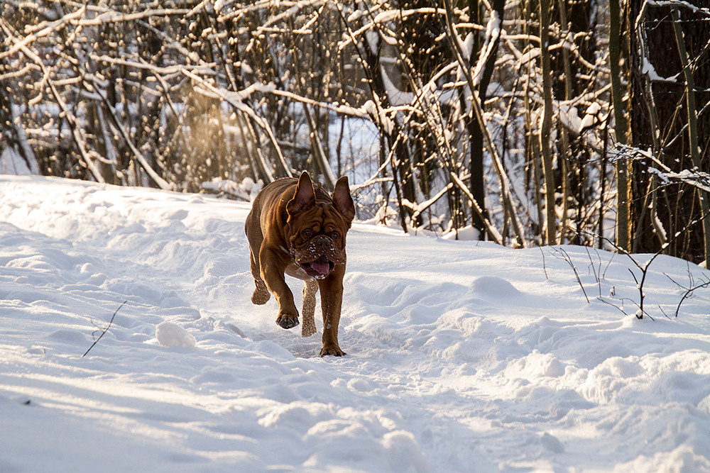 Фотосессия для Бади. Репортажный фотограф Ольга Добросинская в Санкт-Петербурге