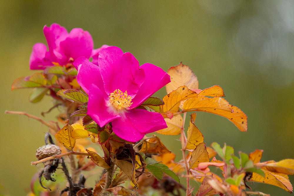 Художественная фотосъемка растений. Репортажный фотограф Ольга Добросинская в Санкт-Петербурге