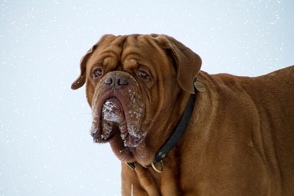 Фотосессия для Бади. Репортажный фотограф Ольга Добросинская в Санкт-Петербурге