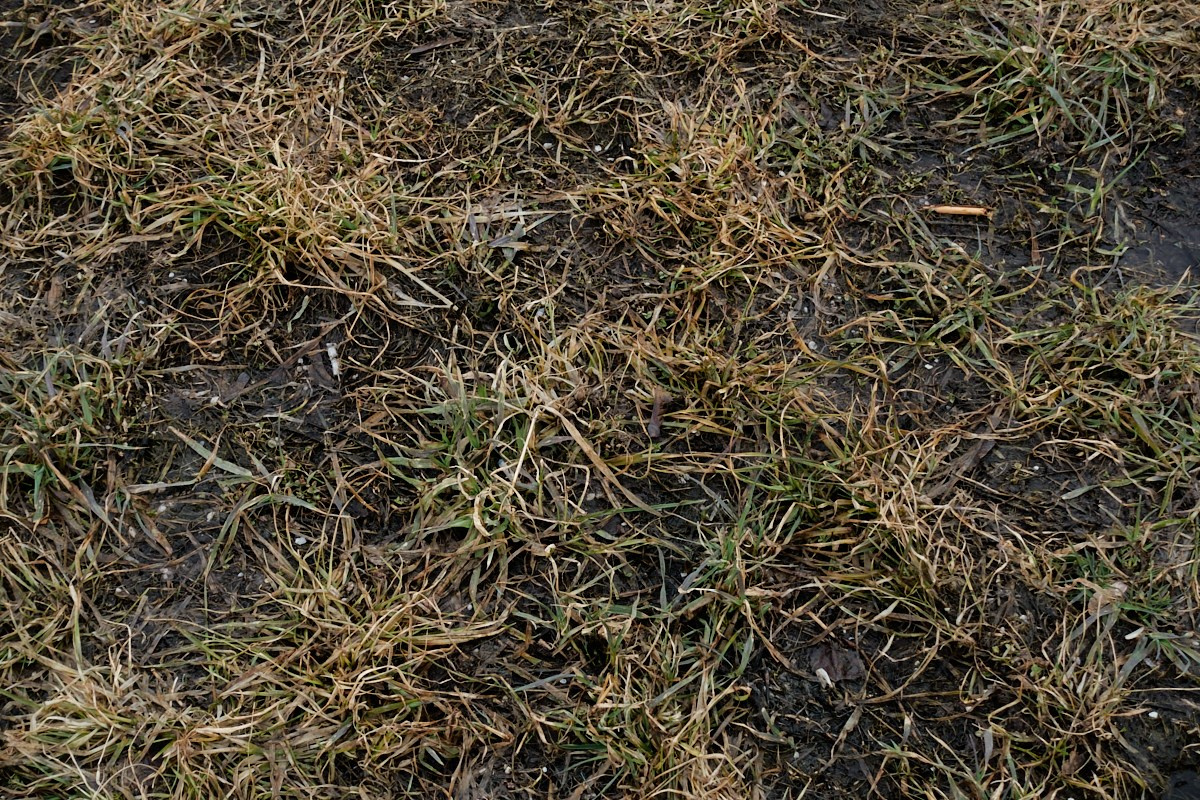 Слово, в котором стерли одну букву. Иван Кобяков