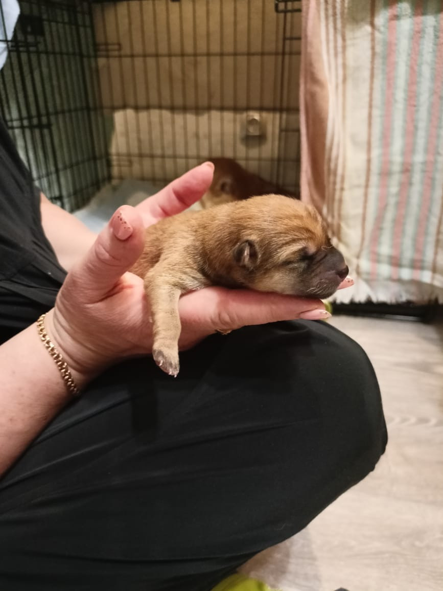 сиба питомник Рубилайт щенки на продажу rubylight  сиба щенки купить